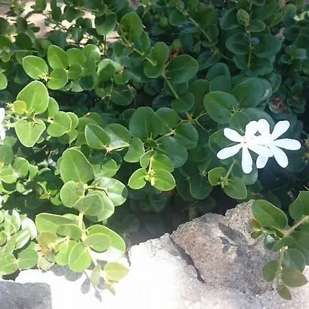 Mykonos Waterfront House Walk To Private بيت للعطل