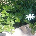 Mykonos Waterfront House Walk To Private Holiday home